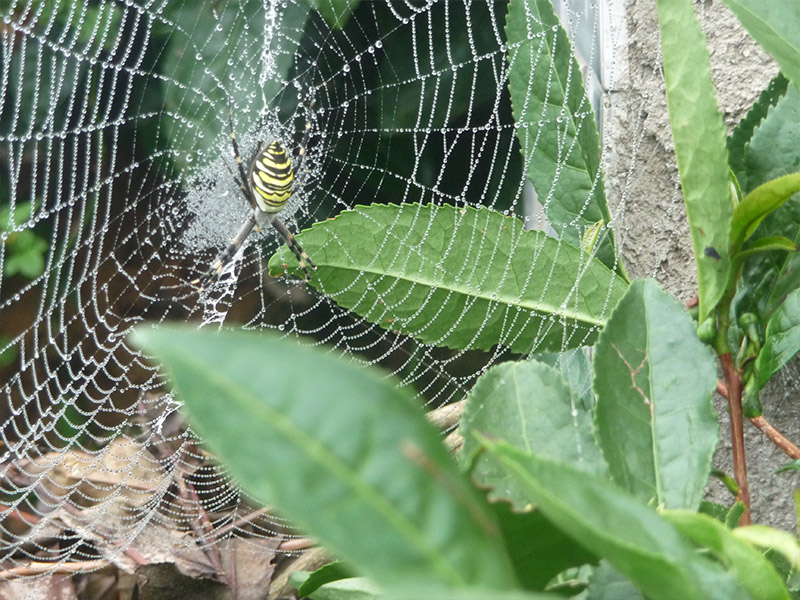 茶园生物防治